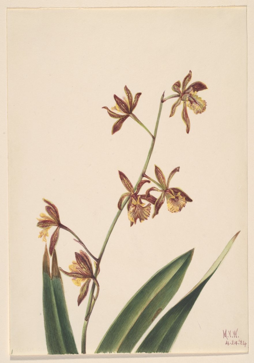 Utan titel (studie av blommor) av Mary Vaux Walcott