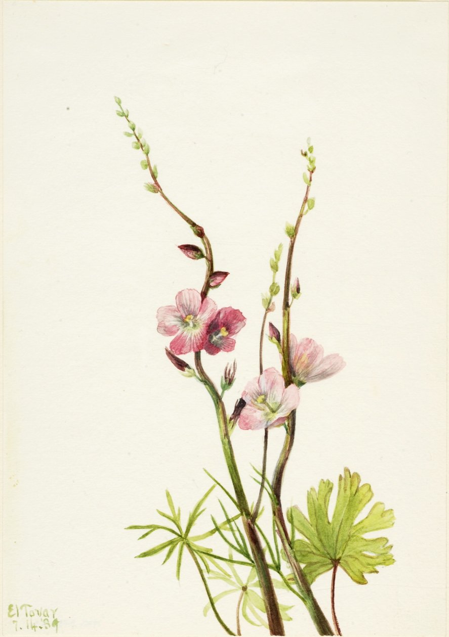 Utan titel (studie av blommor) av Mary Vaux Walcott