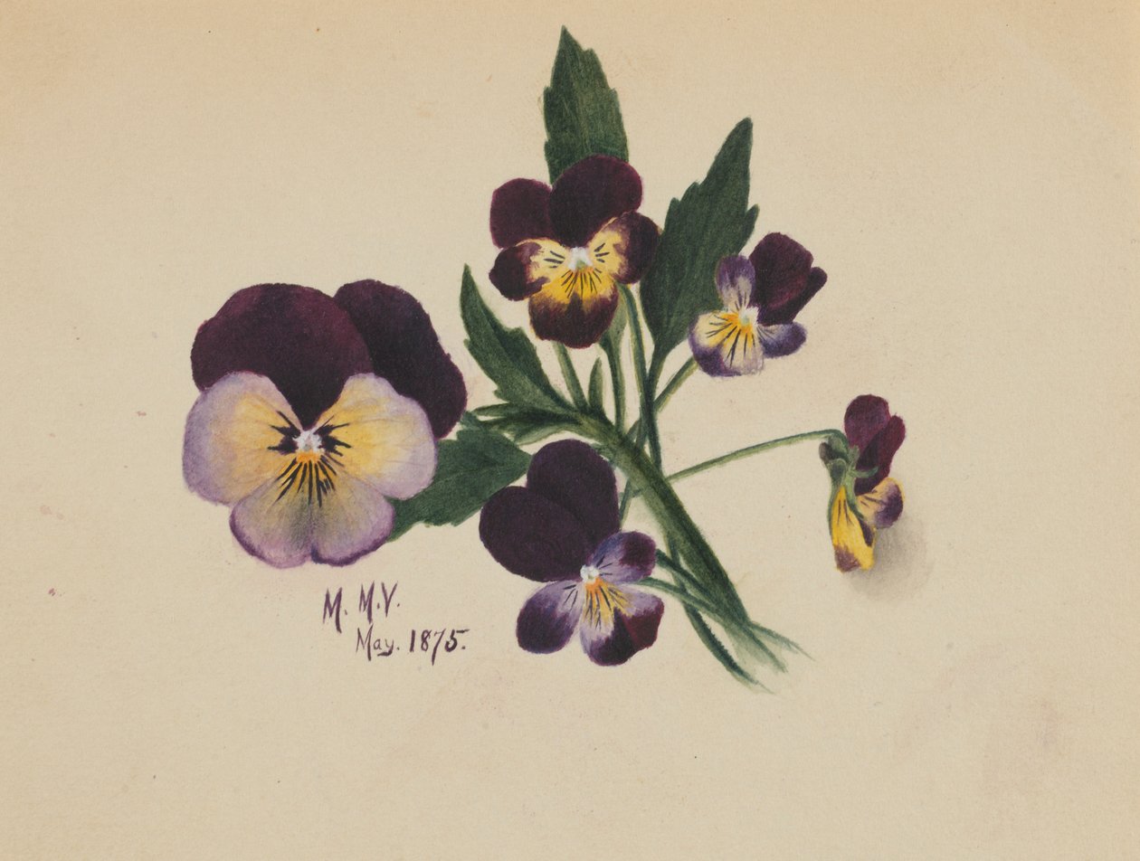 Utan titel (penséer) av Mary Vaux Walcott