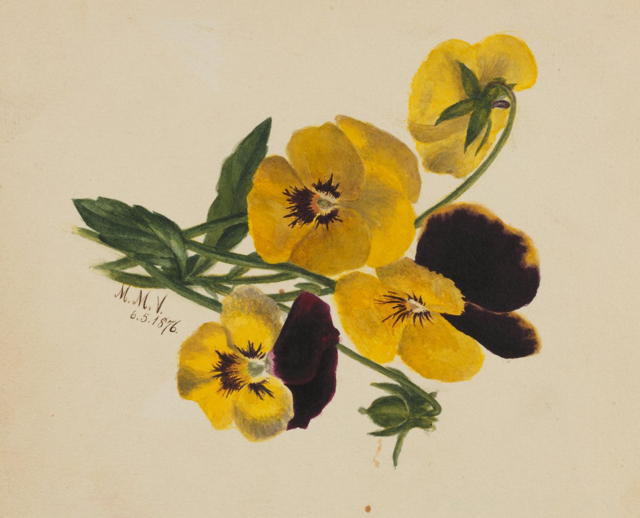 Utan titel (penséer) av Mary Vaux Walcott