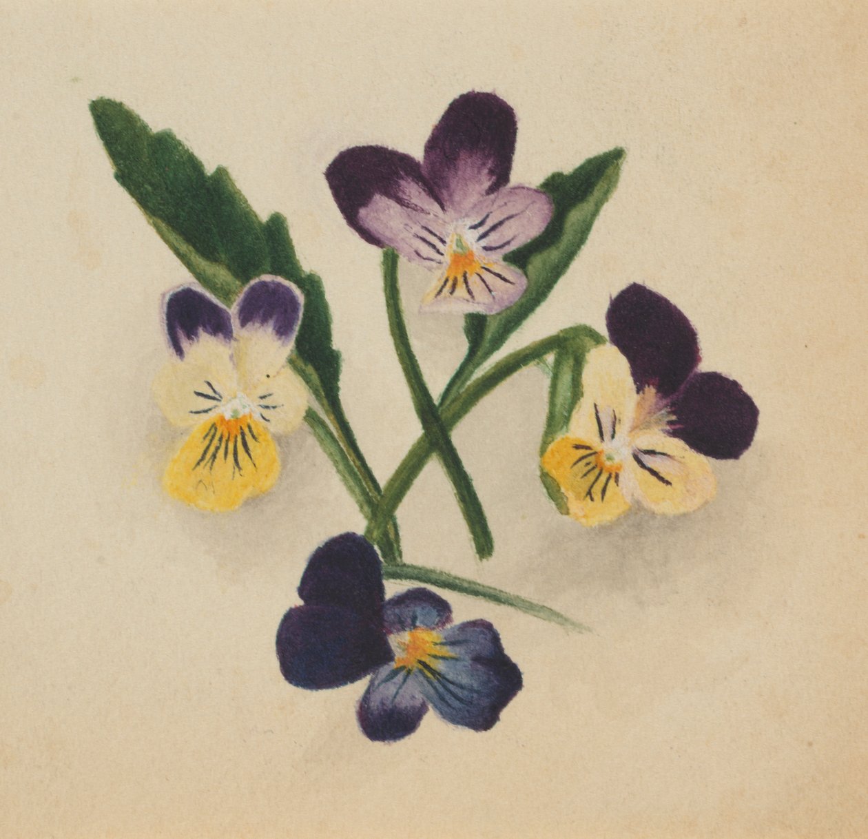 Utan titel (penséer) av Mary Vaux Walcott