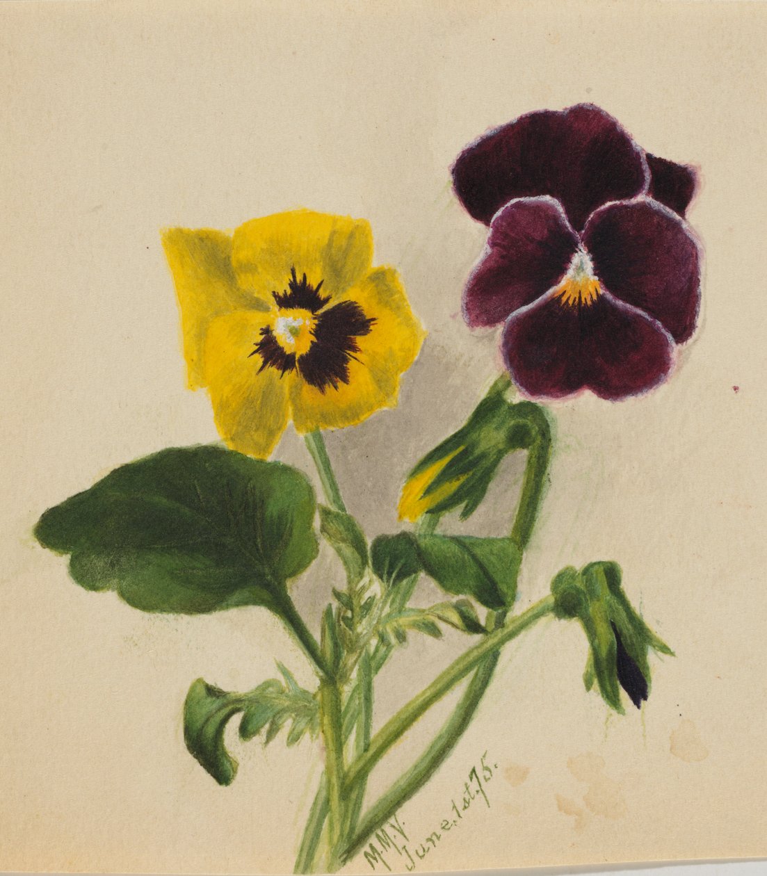 Utan titel (penséer) av Mary Vaux Walcott