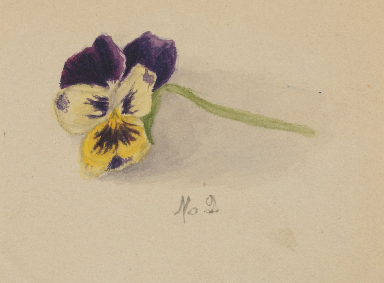 Utan titel (pensé) av Mary Vaux Walcott