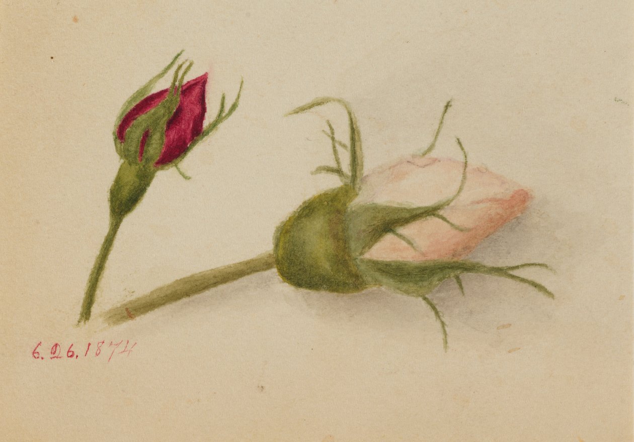 Utan titel (Rosenknoppar) av Mary Vaux Walcott