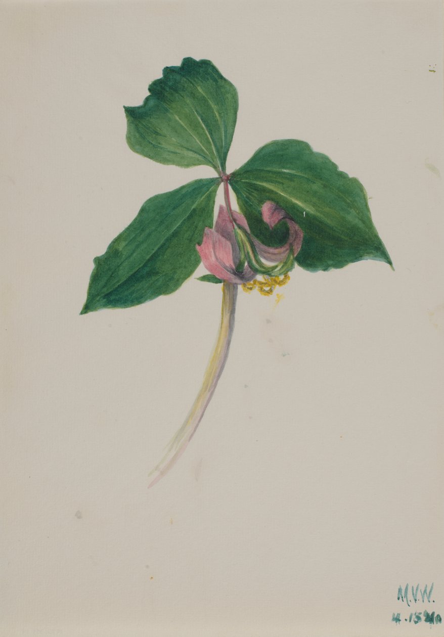 Utan titel av Mary Vaux Walcott