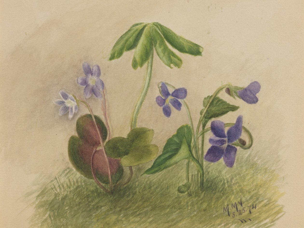 Utan titel, 1874. av Mary Vaux Walcott