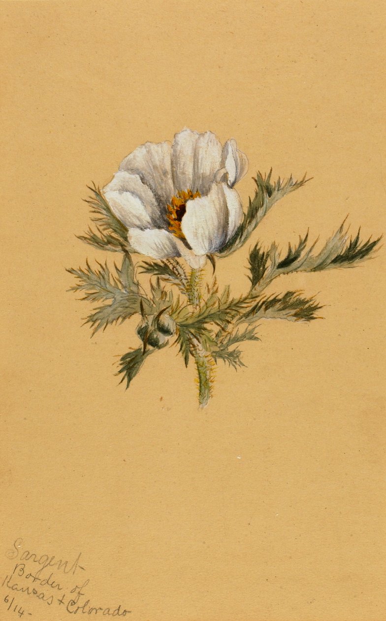 Untitled Flower Study, 1883. av Mary Vaux Walcott