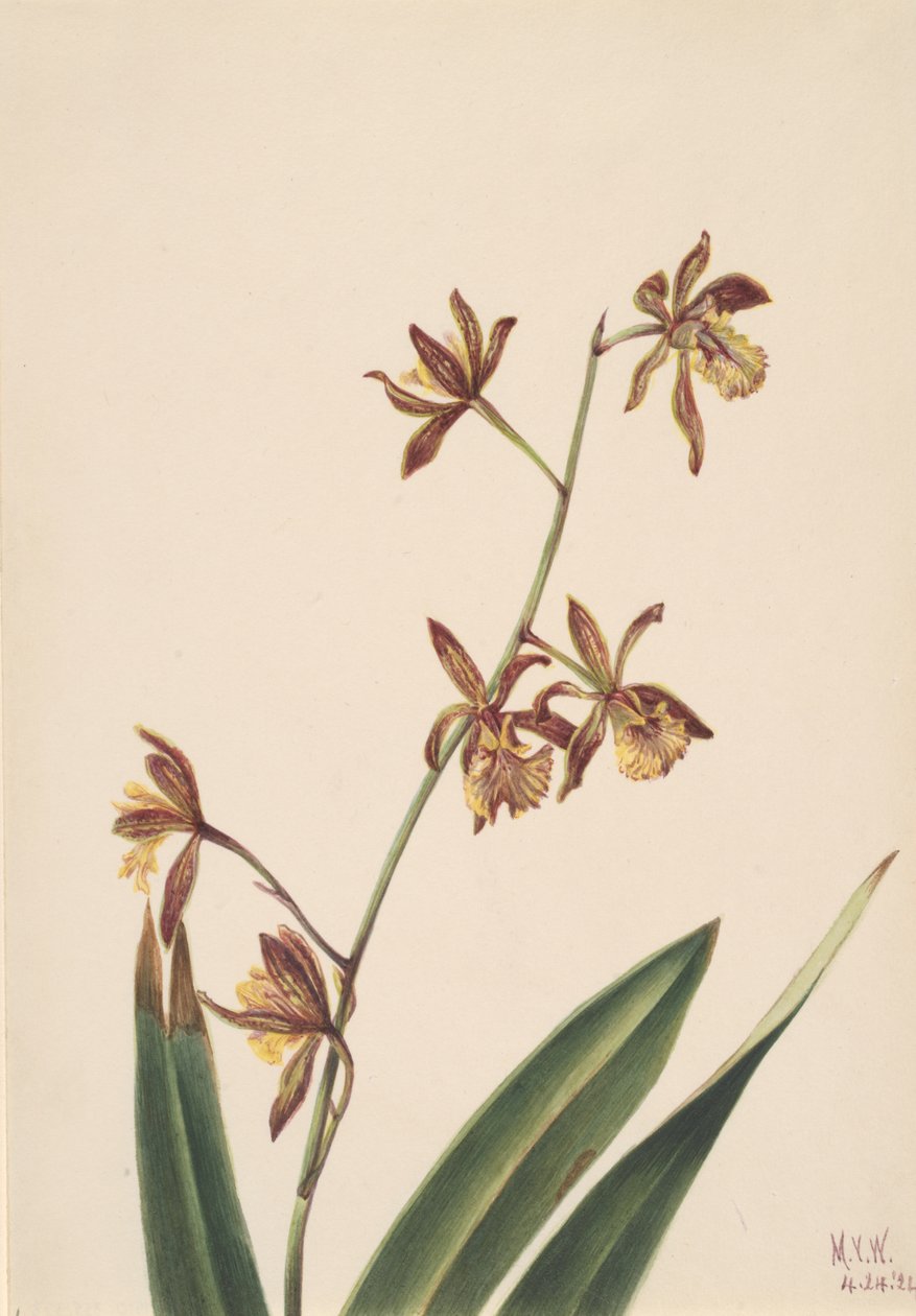 Untitled Flower Study, 1924. av Mary Vaux Walcott
