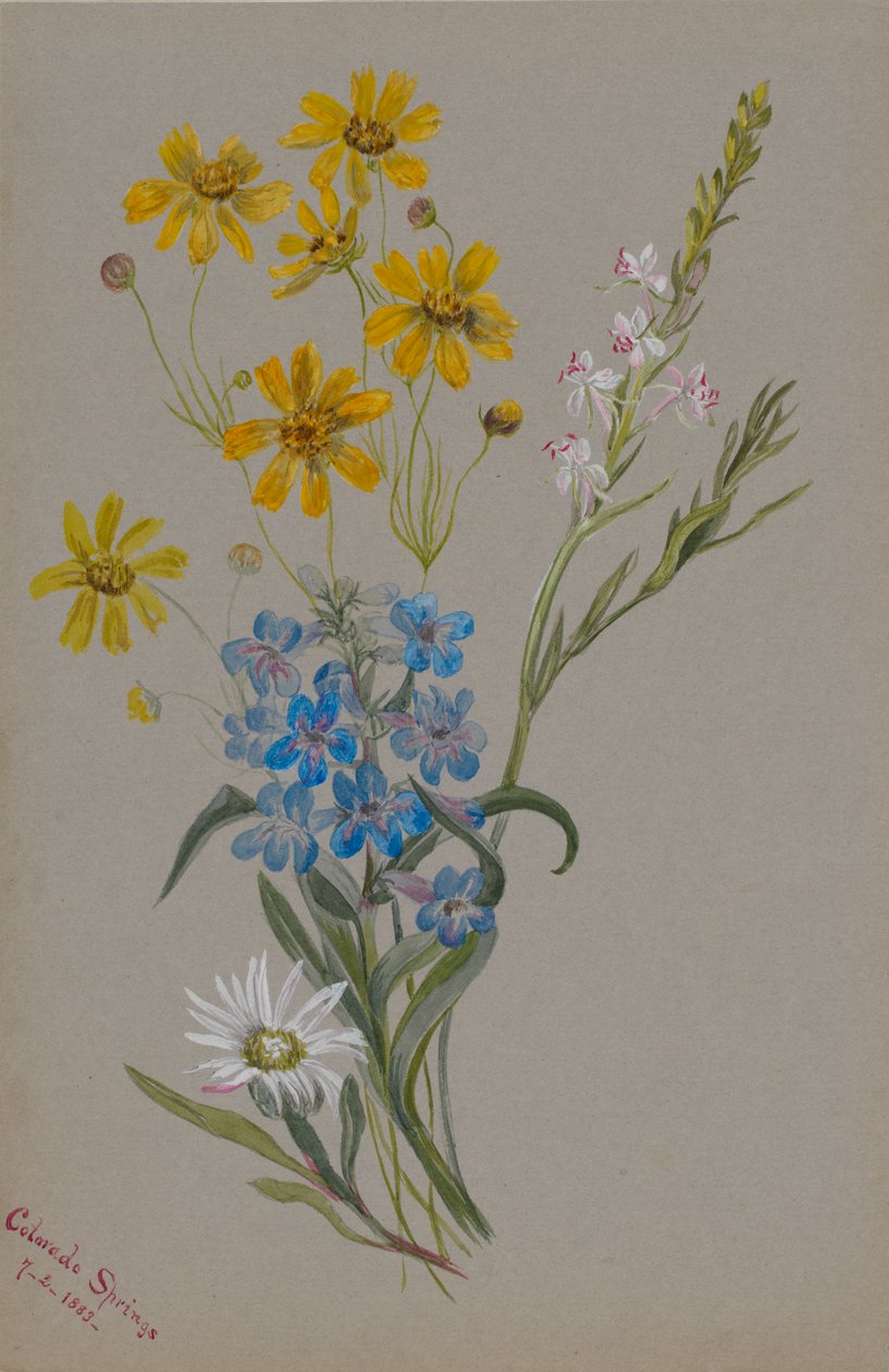 Utan titel, Grupp av blommor, 1883. av Mary Vaux Walcott