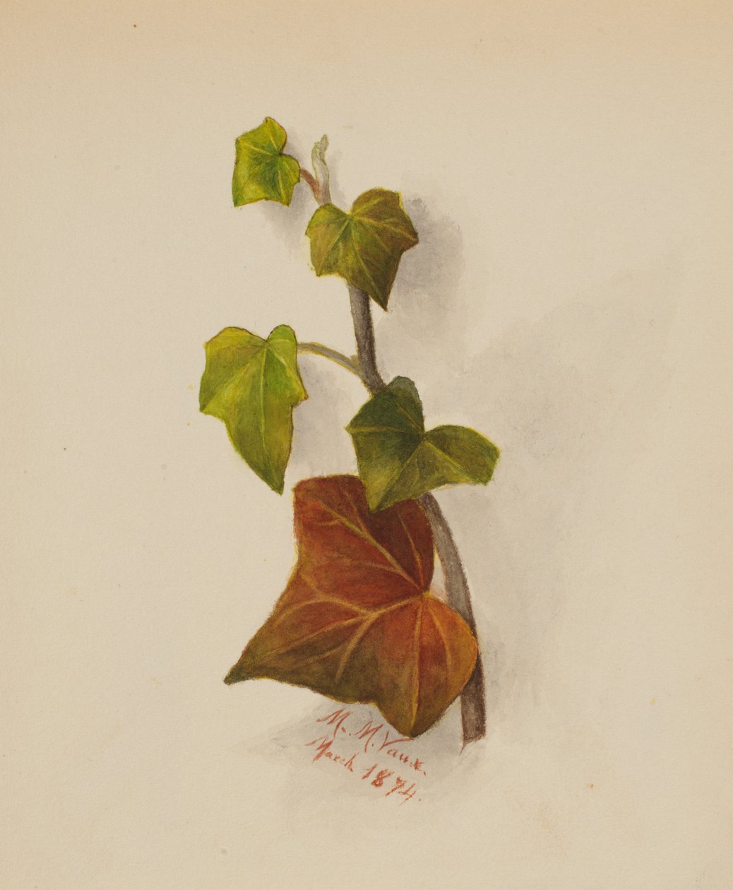 Utan titel murgröna, 1874. av Mary Vaux Walcott