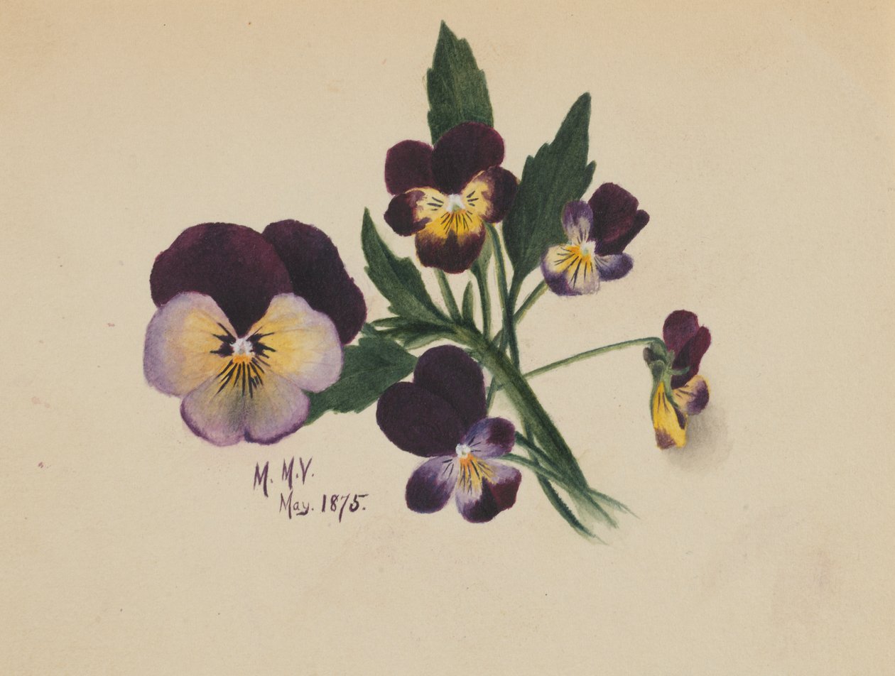Utan titel penséer, 1875. av Mary Vaux Walcott