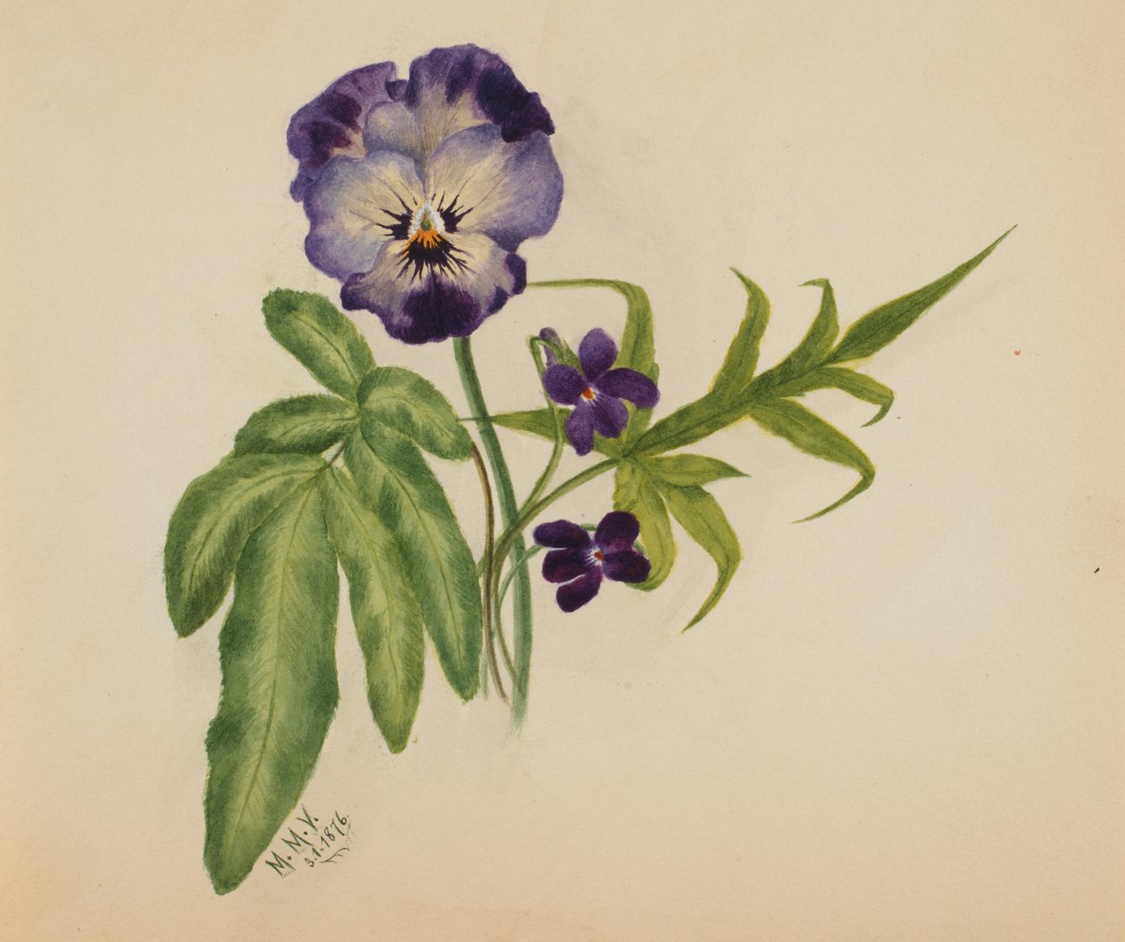 Utan titel Pansy, 1876. av Mary Vaux Walcott