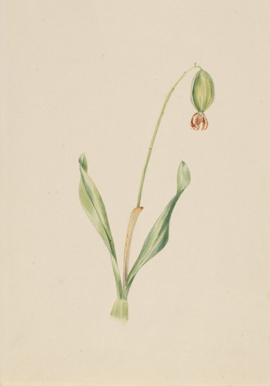 Untitled Plant Study, ca. tidigt 1930-tal. av Mary Vaux Walcott
