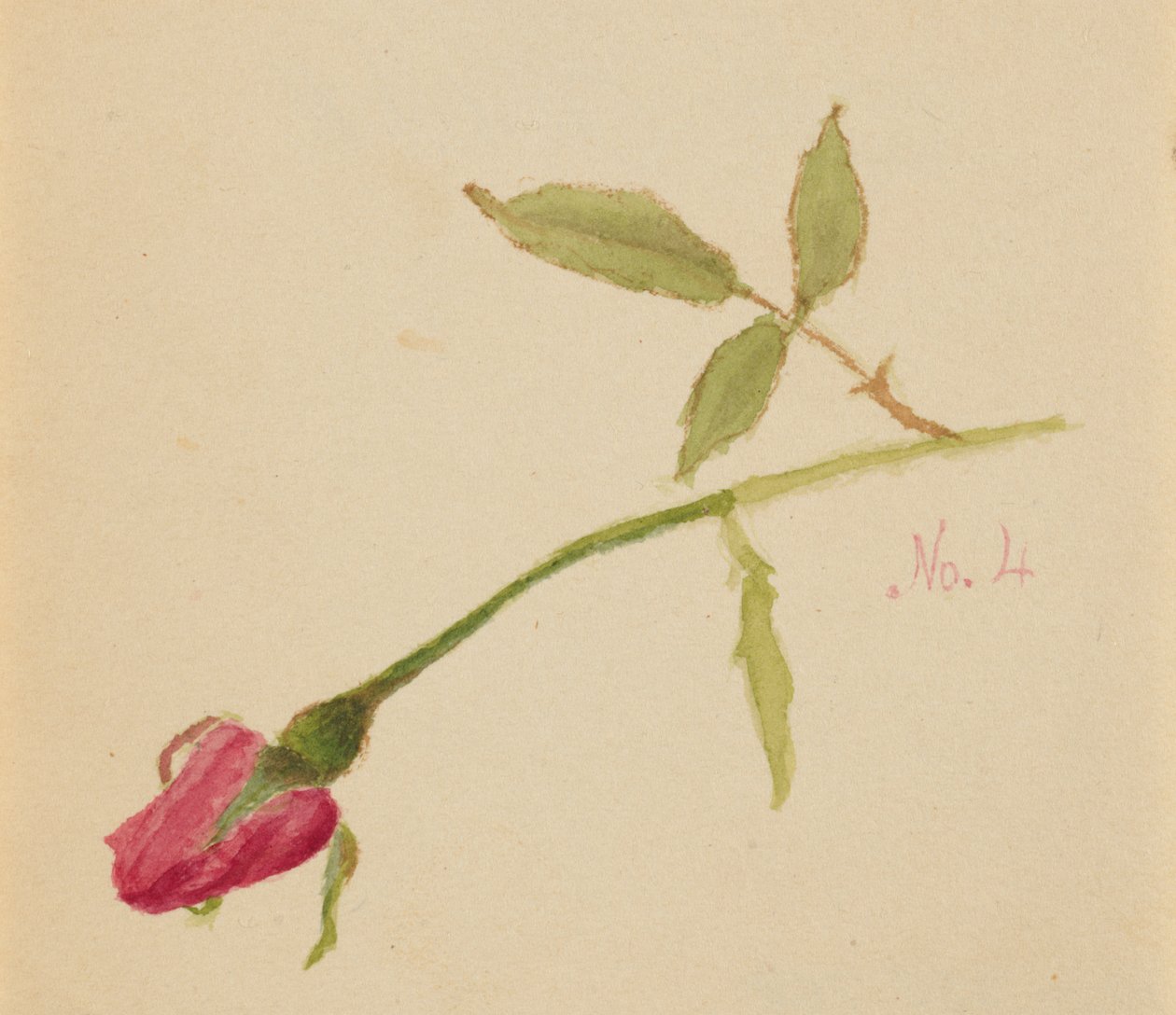 Ros utan titel, 1872. av Mary Vaux Walcott