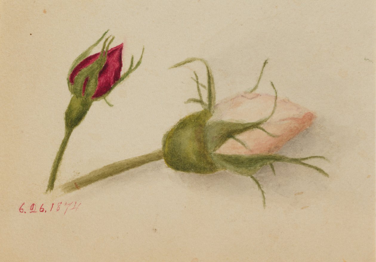 Rosebuds utan titel, 1874. av Mary Vaux Walcott