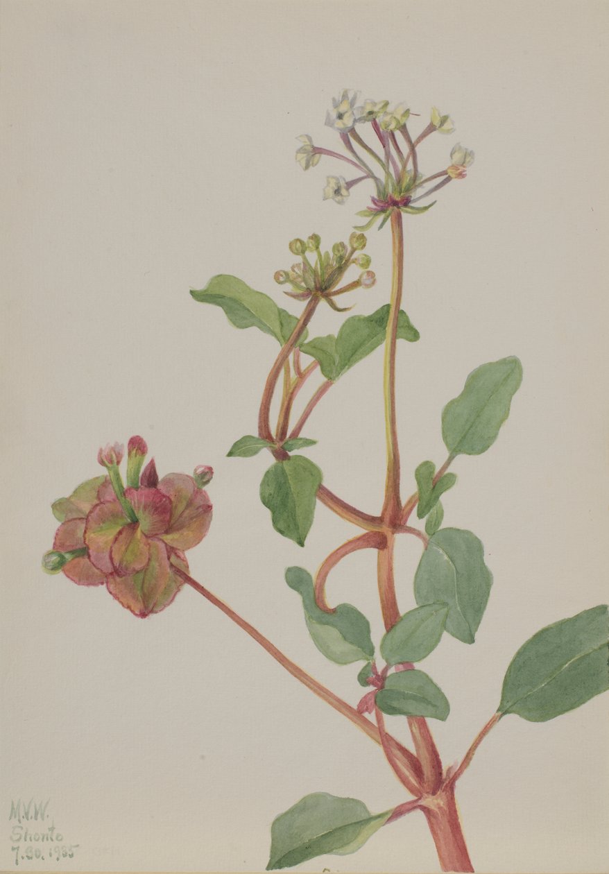 Utan titel Tripterocalyx pedunculatus, 1935. av Mary Vaux Walcott