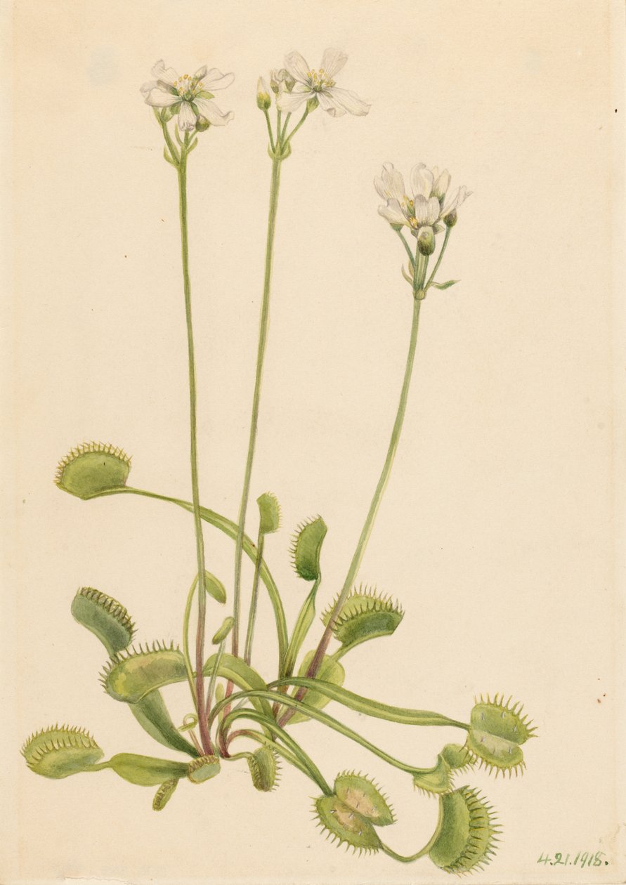 Venus flugfälla (Dionaea muscipula) av Mary Vaux Walcott