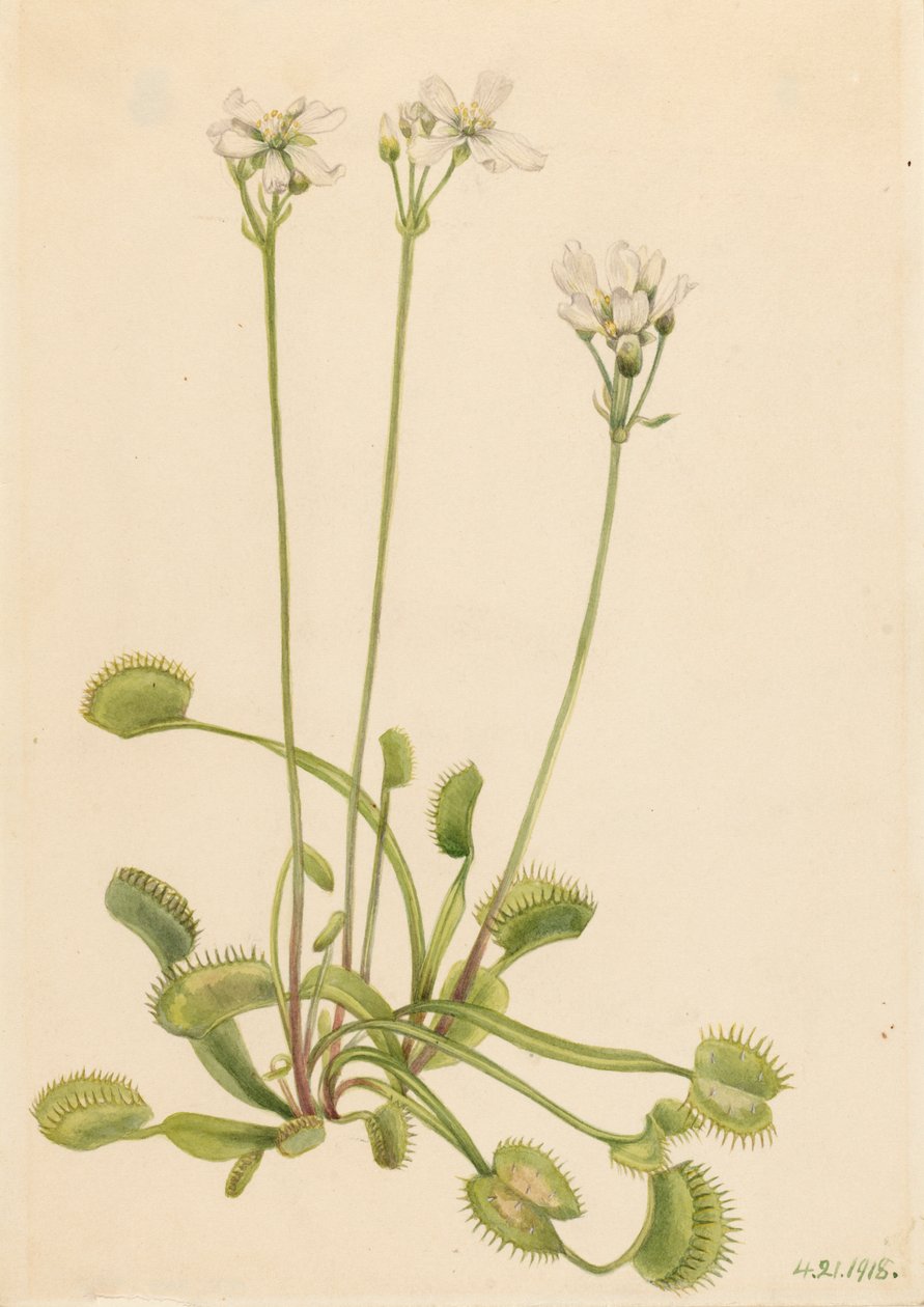 Venus flugfälla Dionaea muscipula, 1918. av Mary Vaux Walcott