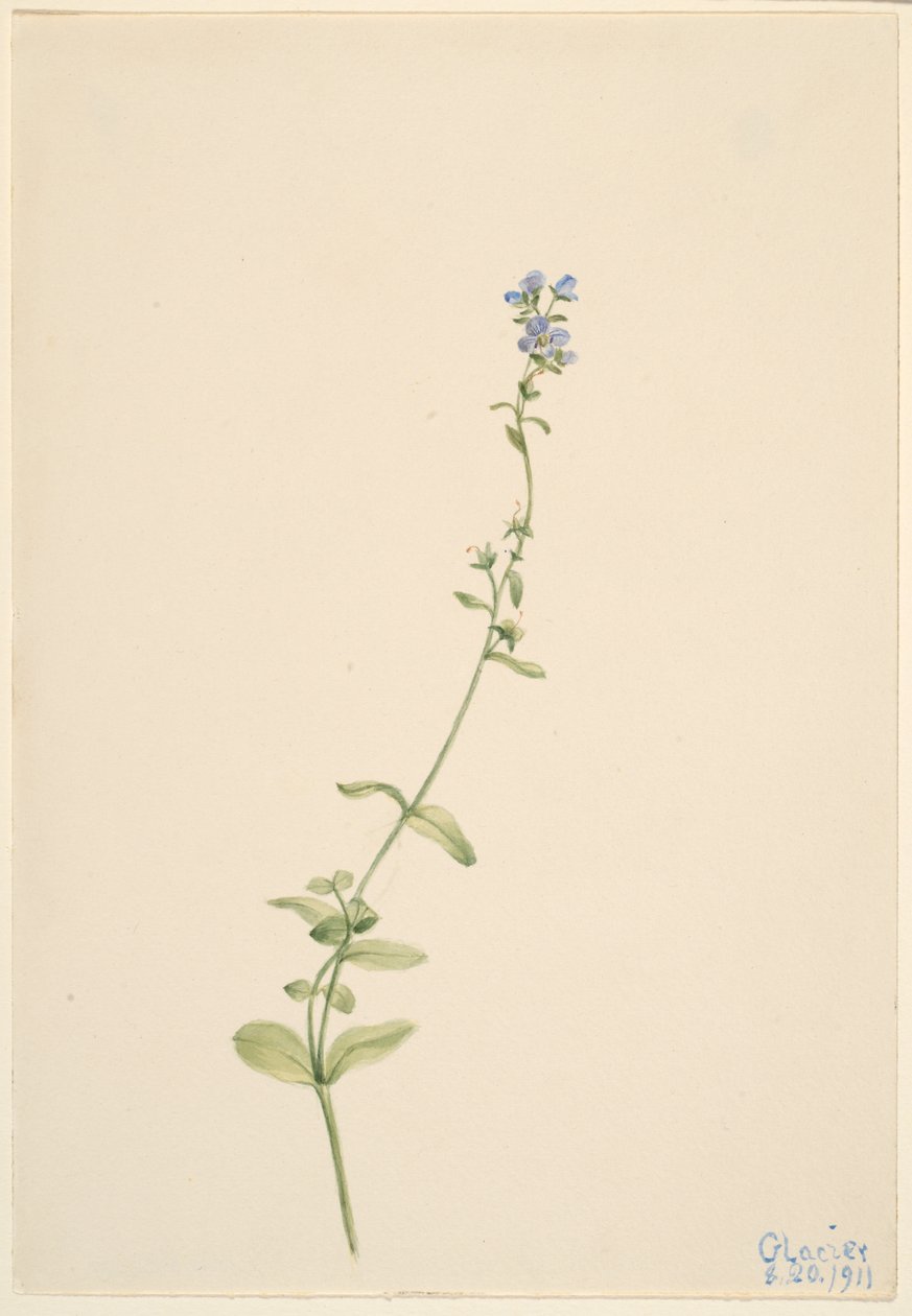 Veronica serpyllifolia av Mary Vaux Walcott