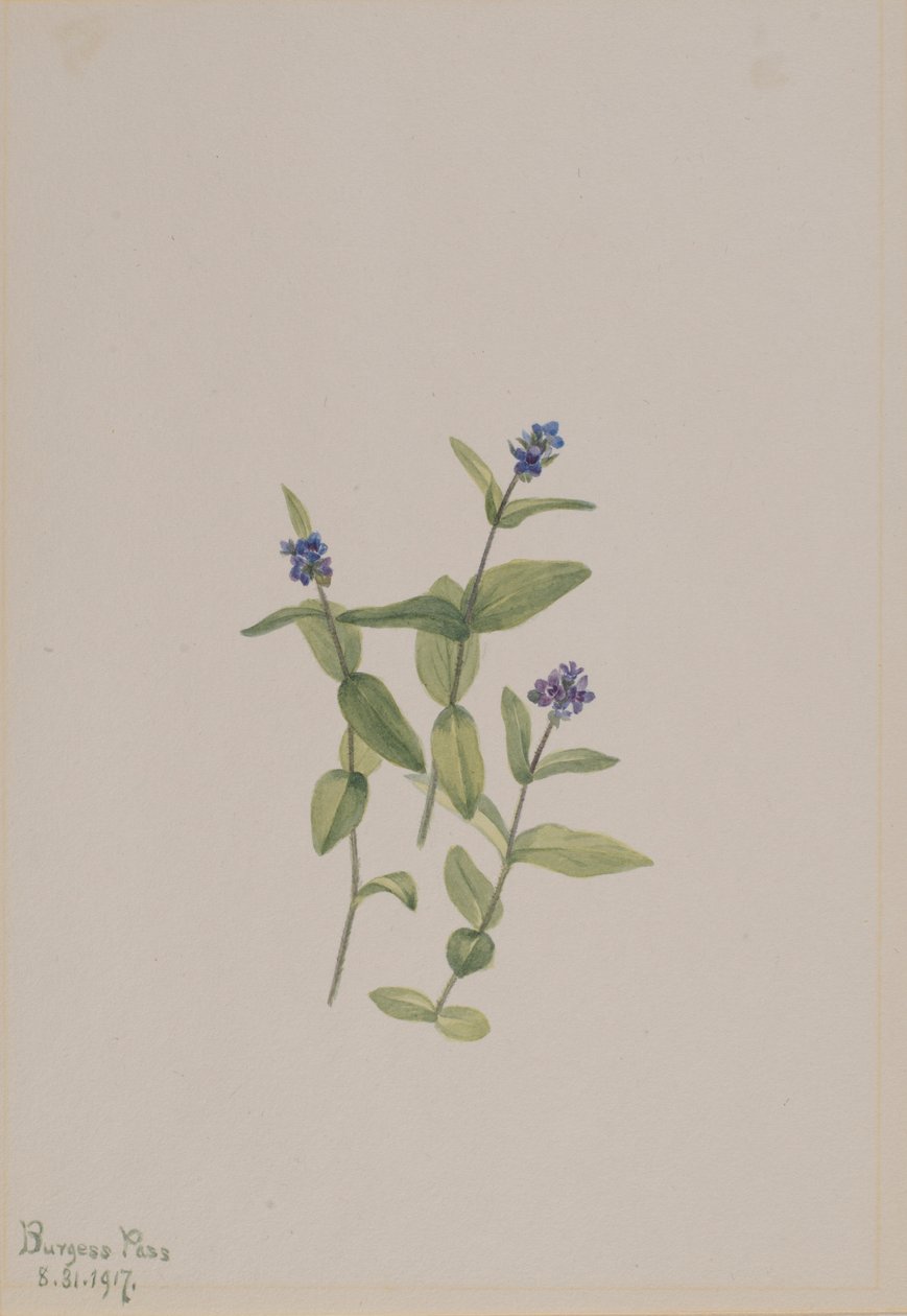 Veronica ormskjoldii av Mary Vaux Walcott