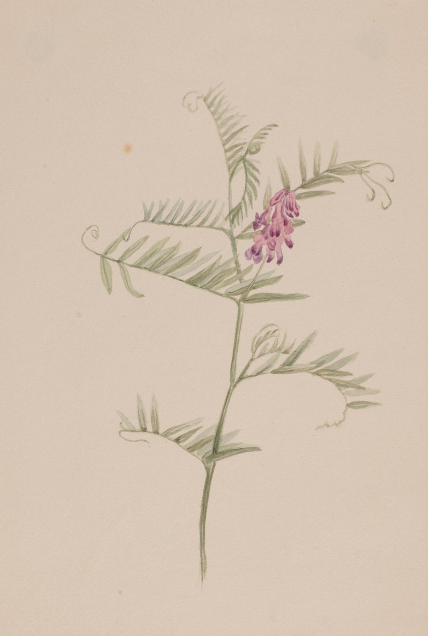 Vicia americana av Mary Vaux Walcott