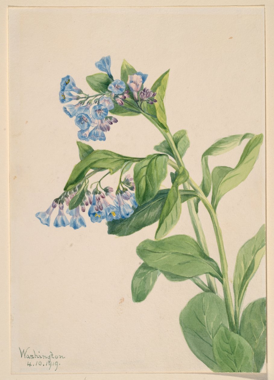 Blåklockor från Virginia (Mertensia virginica) av Mary Vaux Walcott