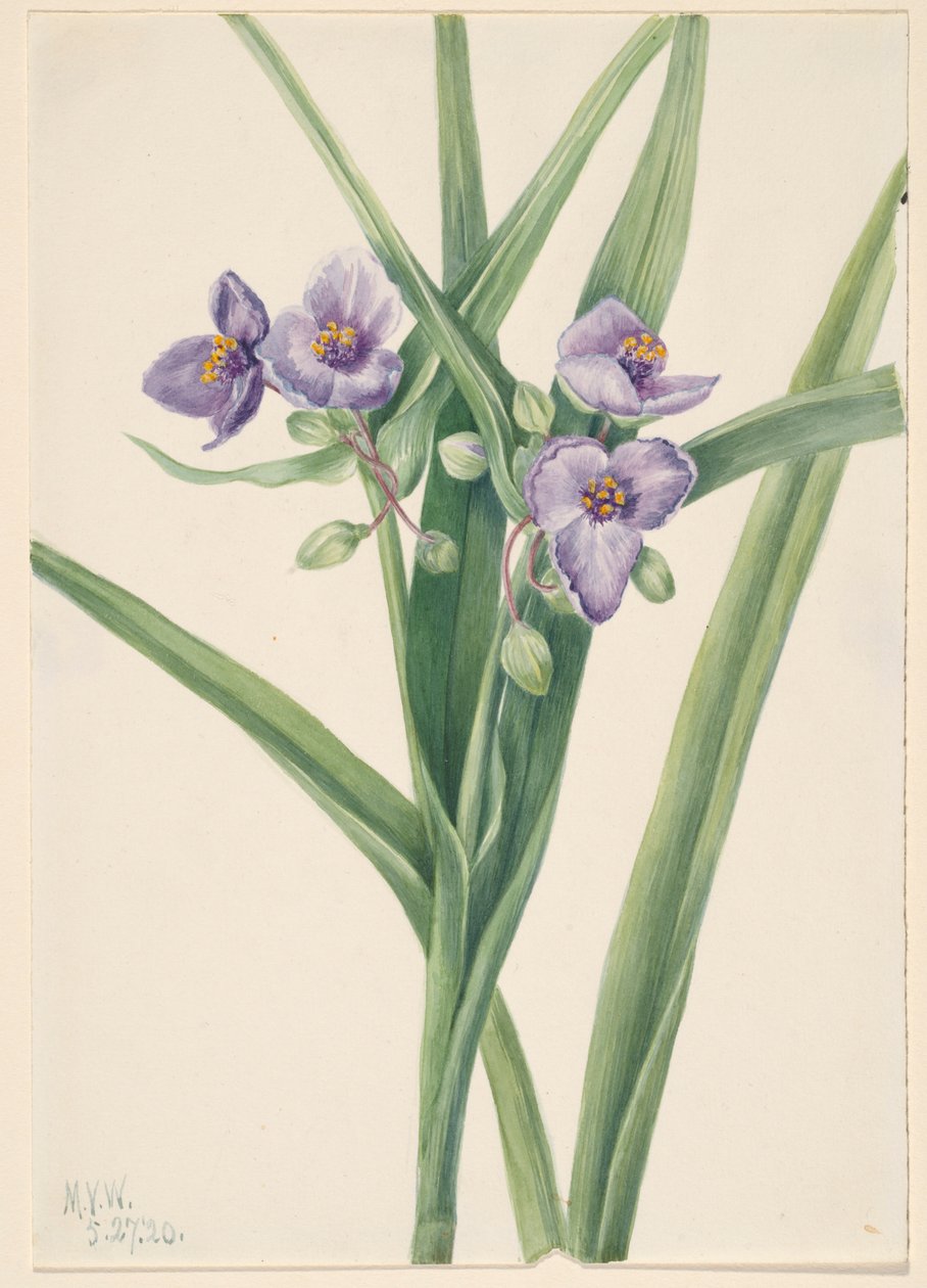 Virginia spindelört (Tradescantia virginiana) av Mary Vaux Walcott