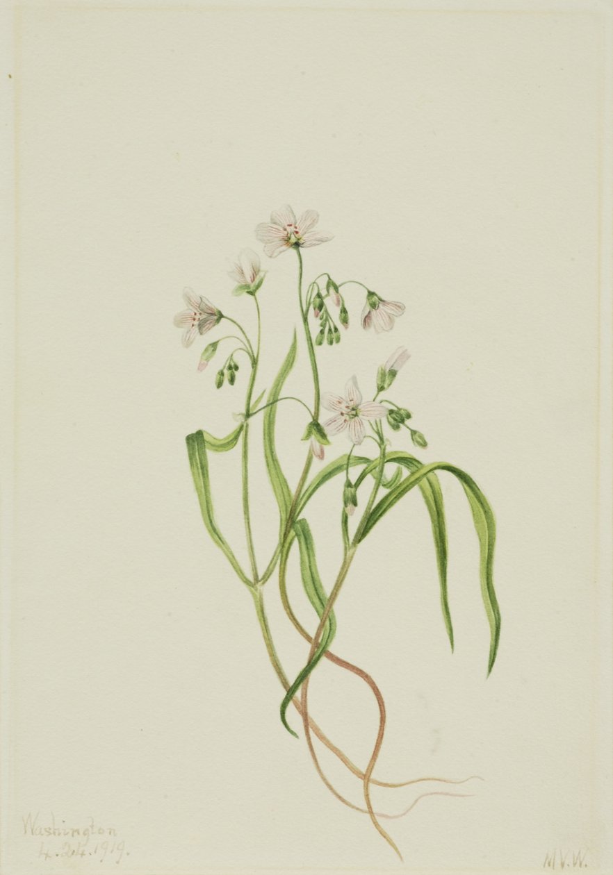 Virginia vårskönhet (Claytonia virginica) av Mary Vaux Walcott