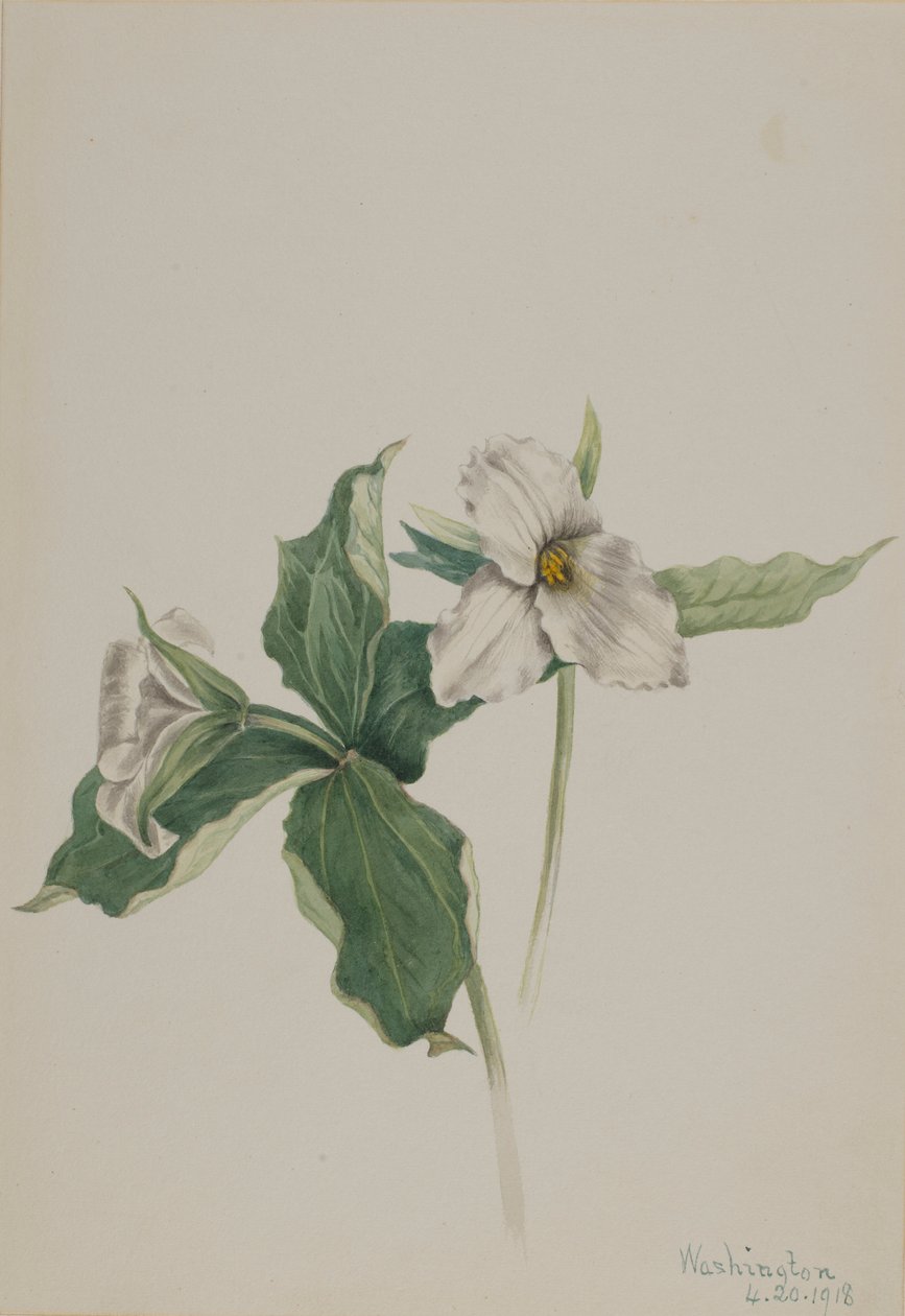 Väckarklocka (Trillium grandiflorum) av Mary Vaux Walcott