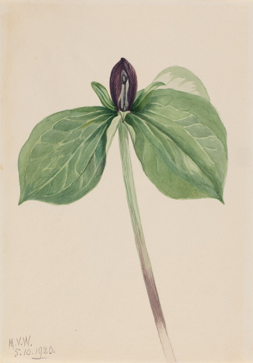 Vaken rödhake (Trillium sessile) av Mary Vaux Walcott