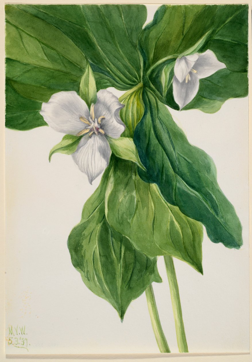 Vakna rödhake (Trillium-liknelse) av Mary Vaux Walcott