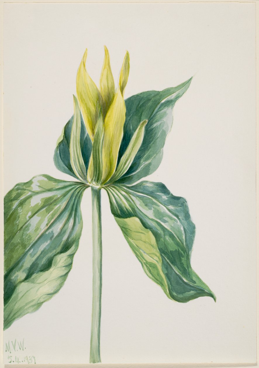 Väckarklocka (Trillium underwoodii) av Mary Vaux Walcott
