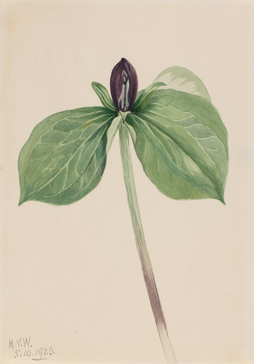 Wake-Robin Trillium fastsittande, 1920. av Mary Vaux Walcott