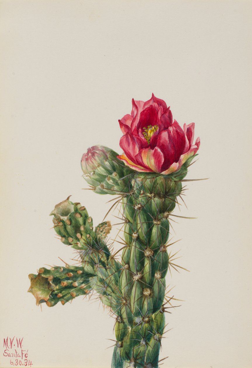 Gångsticka Cholla (Opuntia imbricata) av Mary Vaux Walcott