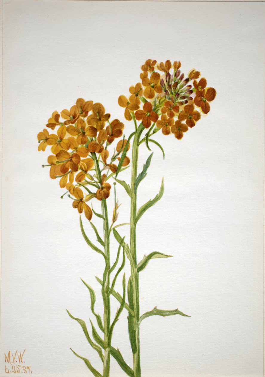 Väggblomma Erysimum wheeleri, 1937. av Mary Vaux Walcott