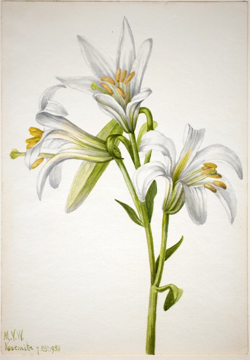 Washingtonlilja (Lilium washingtonianum) av Mary Vaux Walcott
