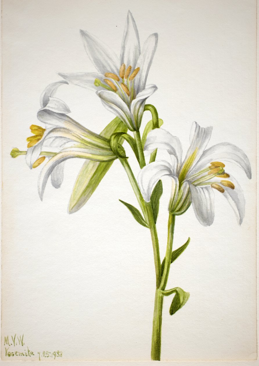 Washington Lily Lilium washingtonianum, 1933. av Mary Vaux Walcott