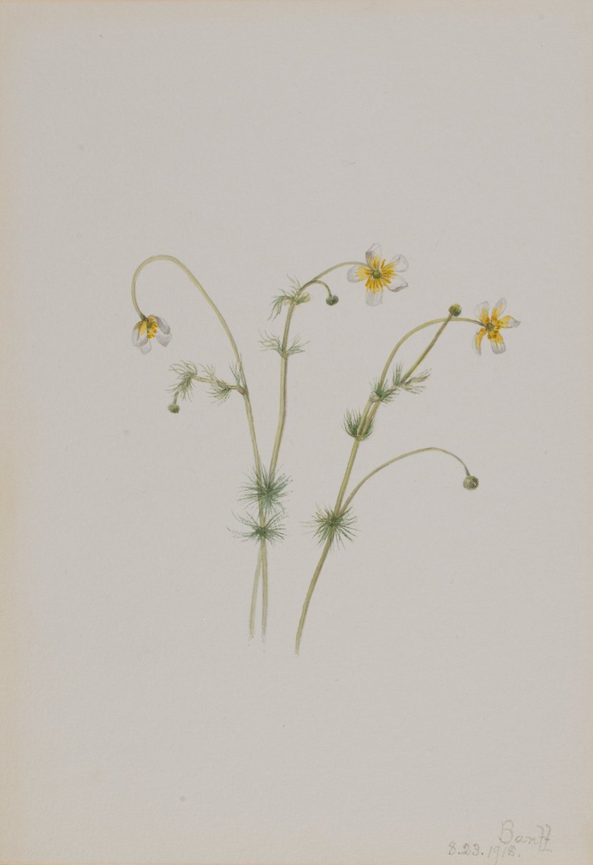 Vattenkråkfot (Batrachium trichophyllum) av Mary Vaux Walcott