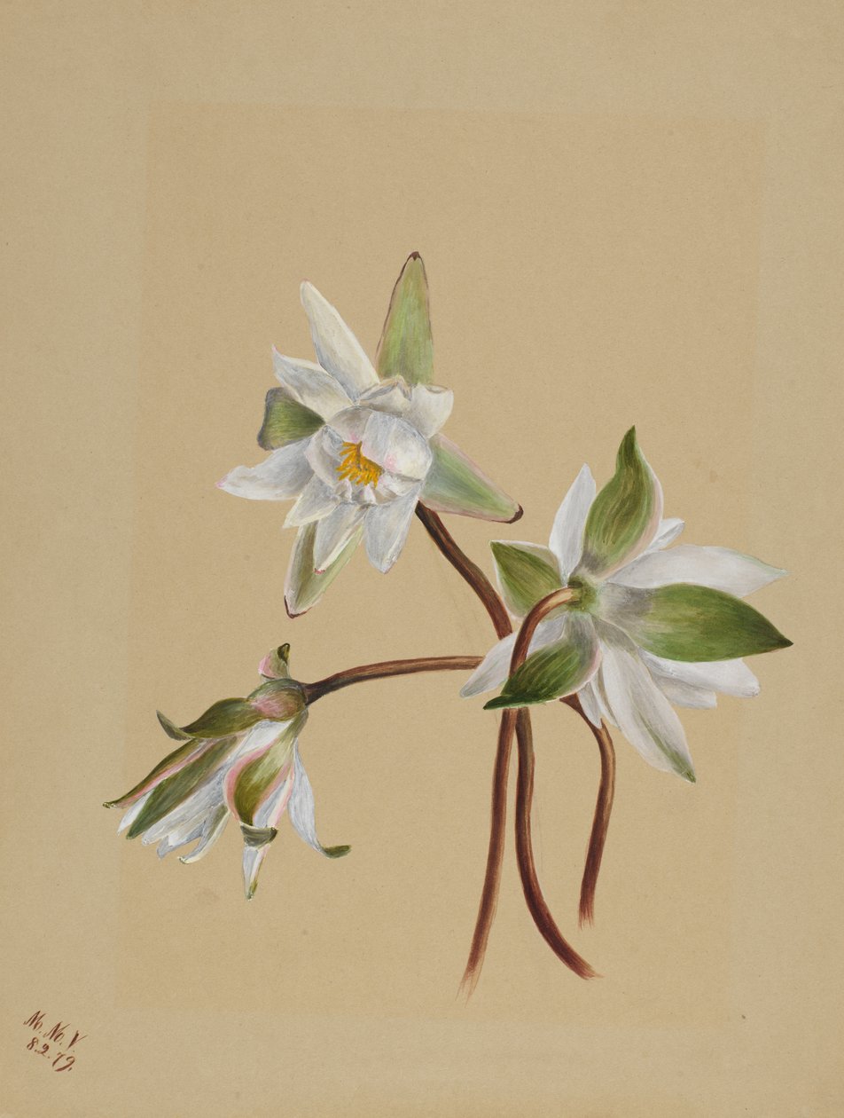 Näckrosor Castalia odorata, 1879. av Mary Vaux Walcott