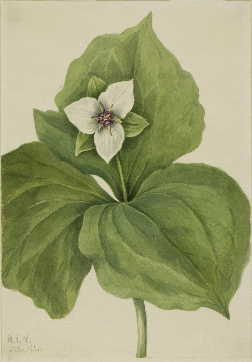 Wax Trillium (album av Trillium) av Mary Vaux Walcott