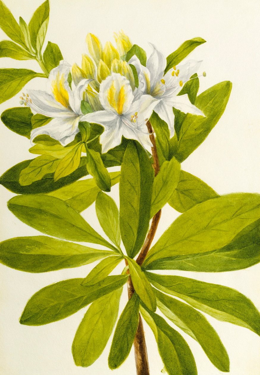 Västlig azalea (Rhododendron occidentale) av Mary Vaux Walcott