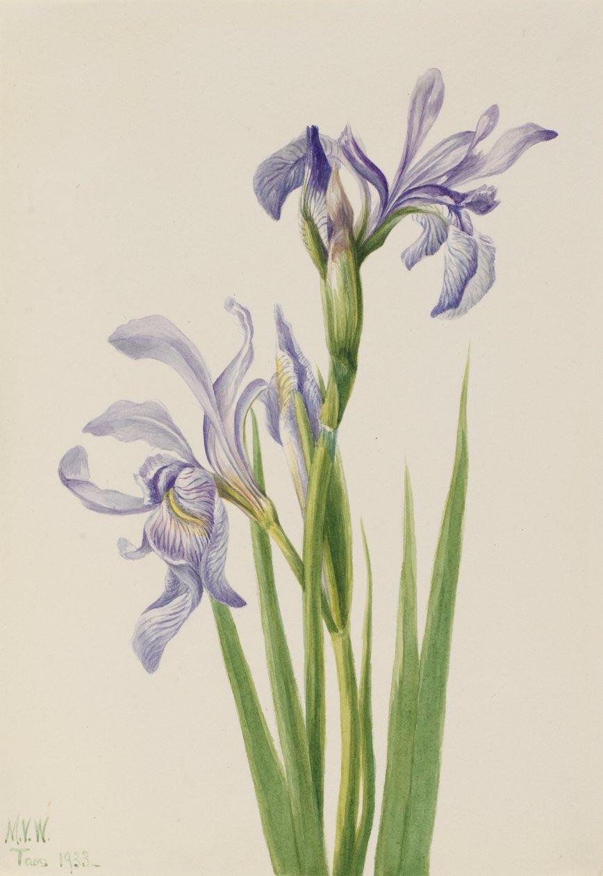 Västlig blå flagga (Iris missouriensis) av Mary Vaux Walcott