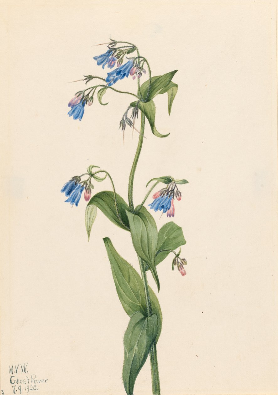 Western Bluebells Mertensia paniculata, 1920. av Mary Vaux Walcott