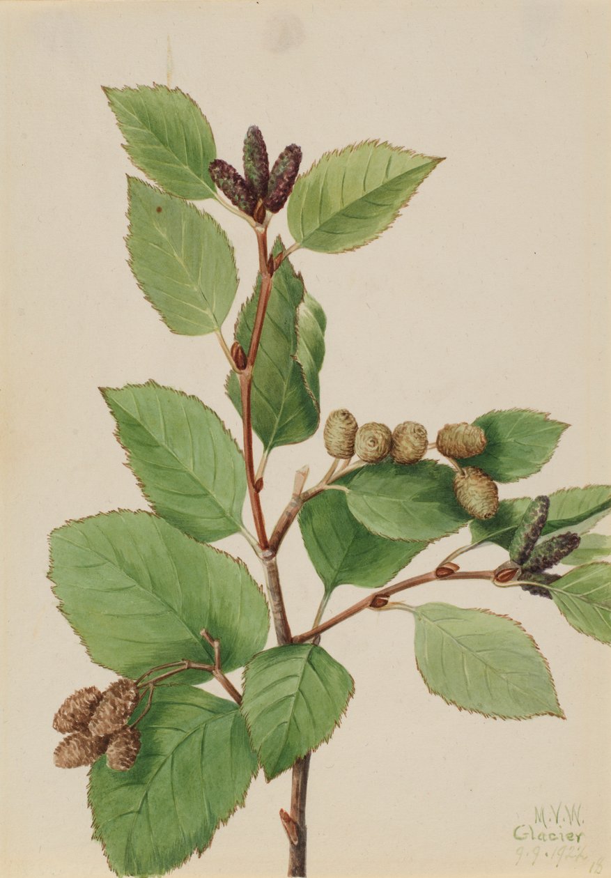 Västlig grönal (Alnus sinuata) av Mary Vaux Walcott