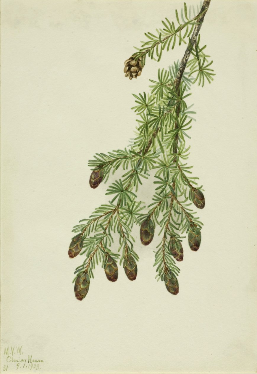 Western Hemlock (Tsuga heterophylla) av Mary Vaux Walcott