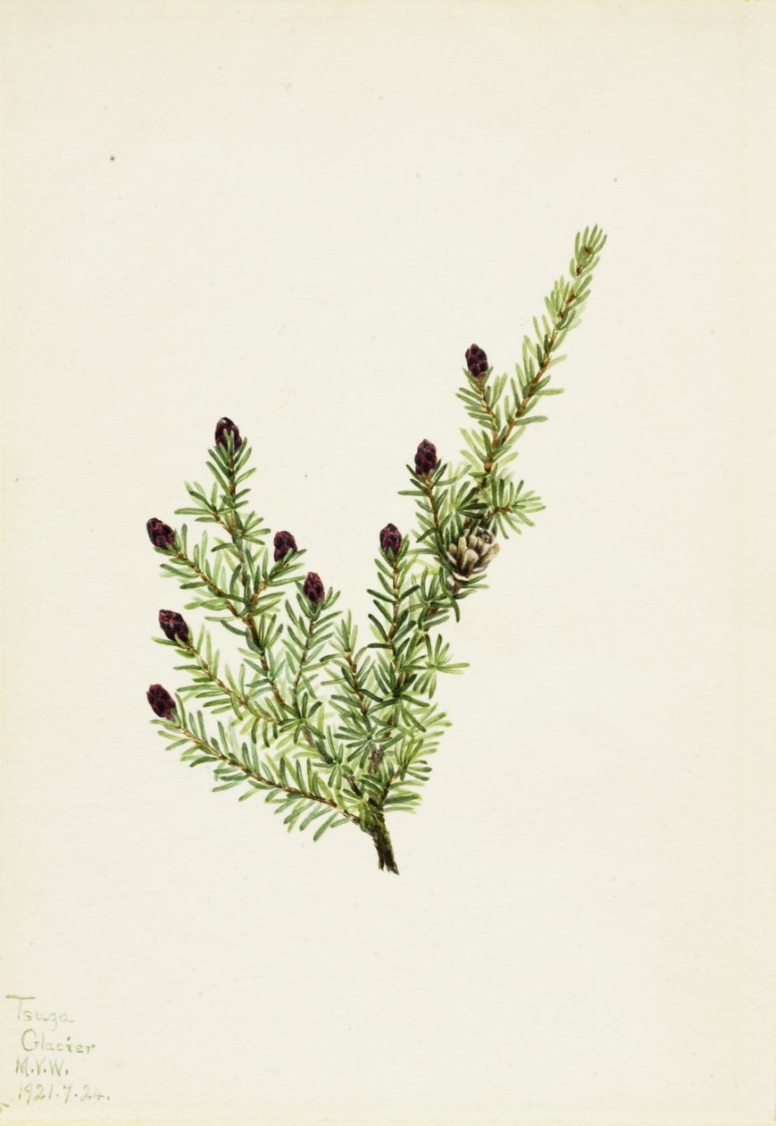 Western Hemlock (Tsuga heterophylla) av Mary Vaux Walcott