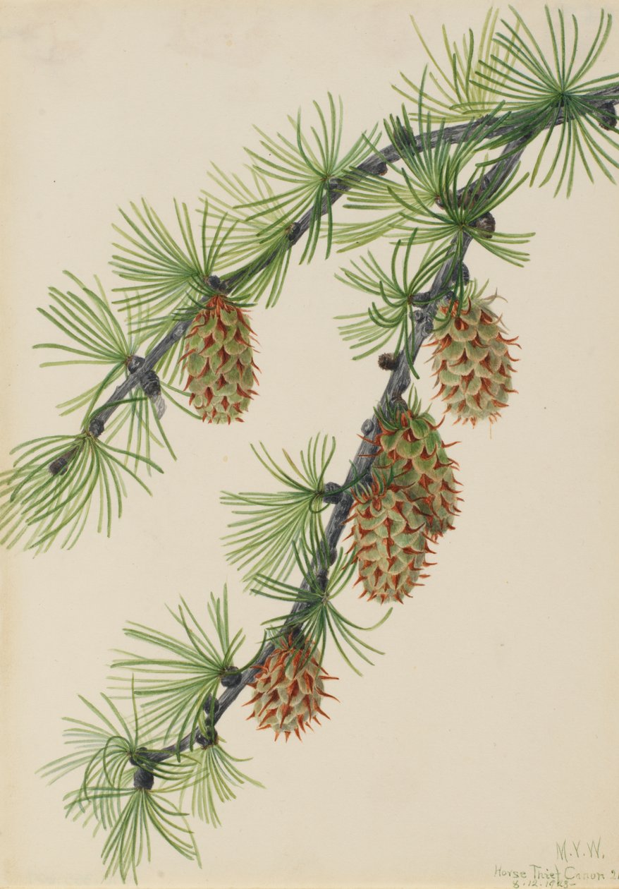 Västerländsk lärk (Larix occidentalis) av Mary Vaux Walcott