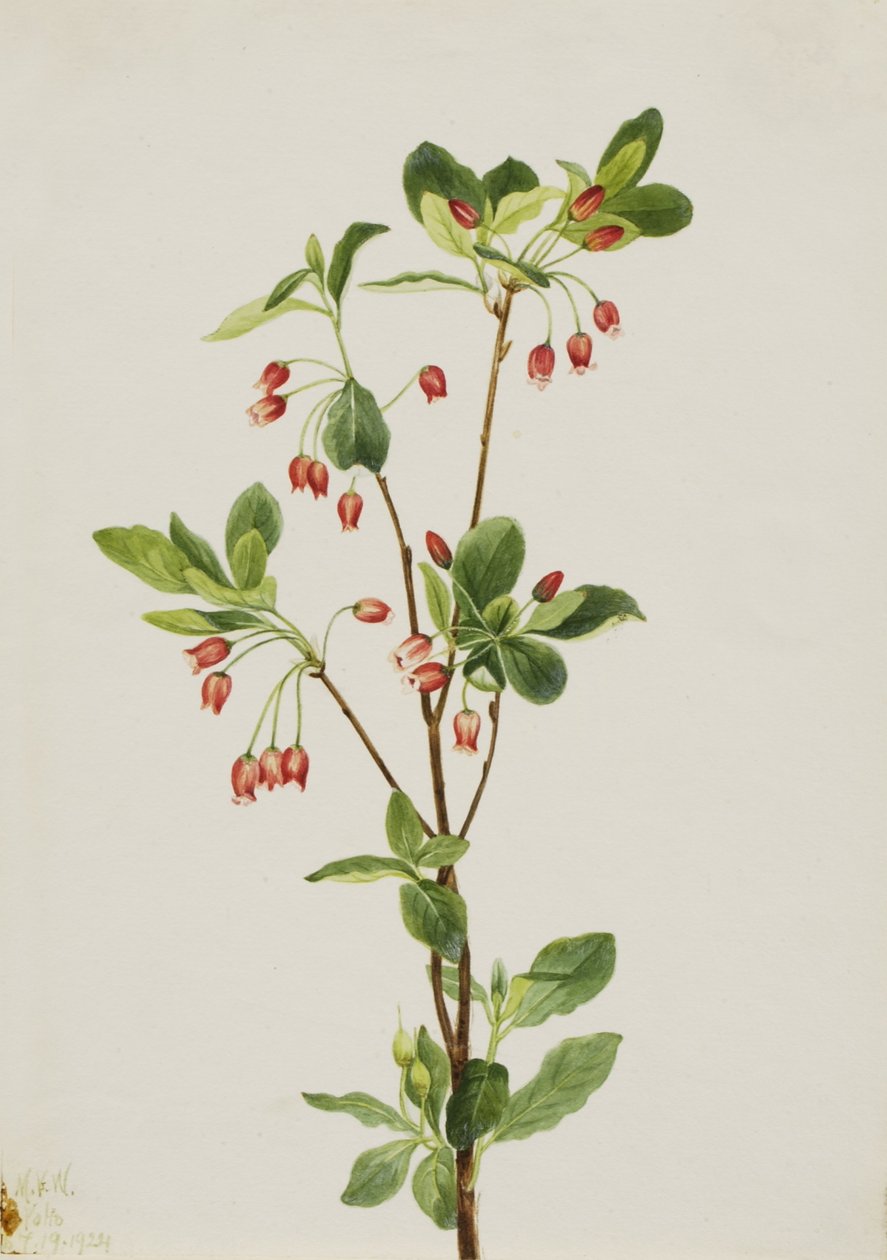 Västra Menziesia (Menziesia glabella) av Mary Vaux Walcott