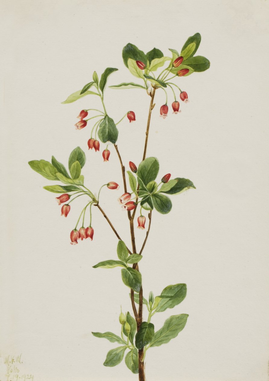 Western Menziesia Menziesia glabella, 1924. av Mary Vaux Walcott