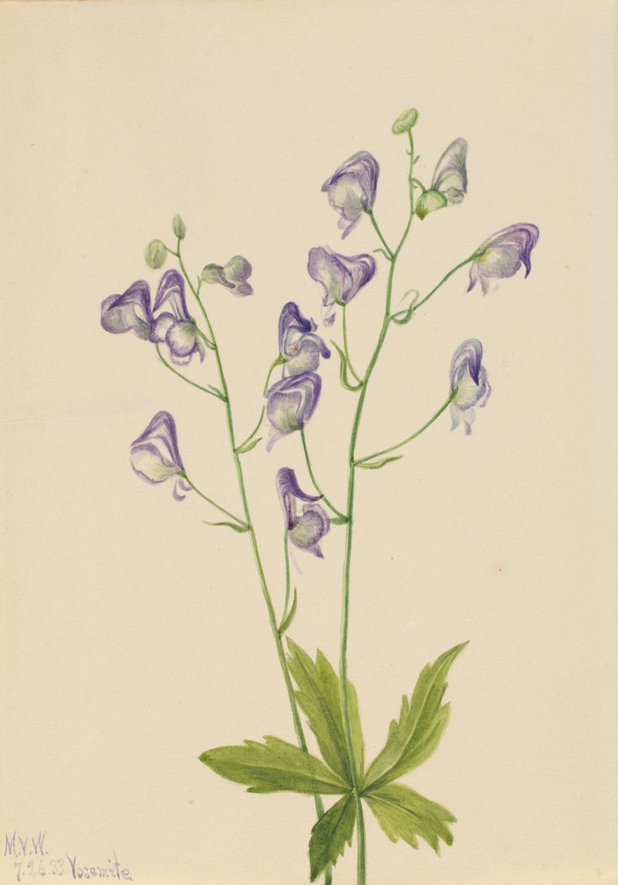 Västlig monke (Aconitum columbianum) av Mary Vaux Walcott